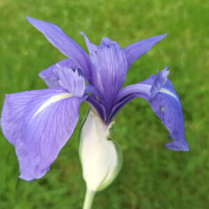 Iris laevigata variegata avec une fleur bleu clair