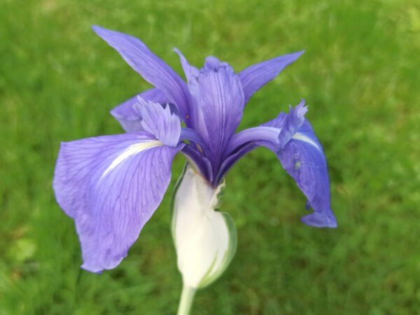 Iris laevigata variegata avec une fleur bleu clair