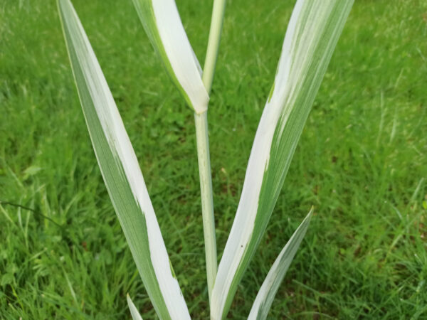 Feuillage panaché de vert et blanc de l'Iris laevigata variegata