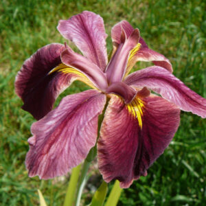 Iris louisiana 'Ann Chowning'