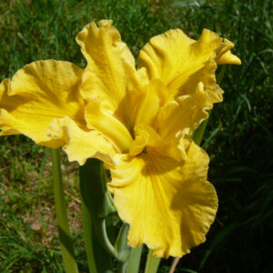 Iris louisiana à fleurs jaunes très lumineuses