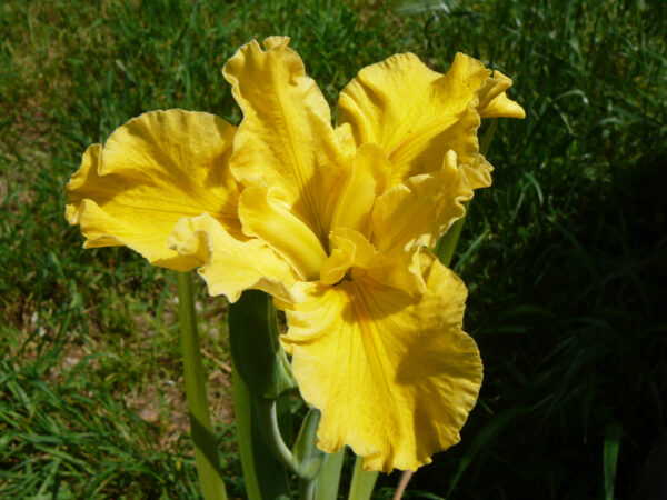Iris louisiana à fleurs jaunes très lumineuses