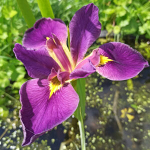 Iris louisiana avec des fleurs violettes à oeil jaune vif