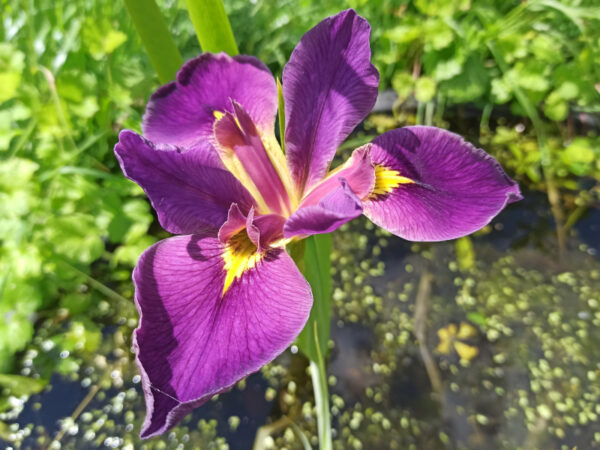 Iris louisiana avec des fleurs violettes à oeil jaune vif