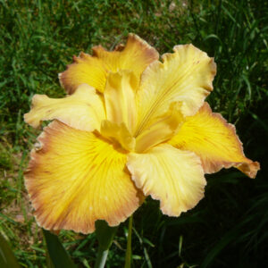 Iris louisiana aux grandes fleurs jaunes teintées de orange