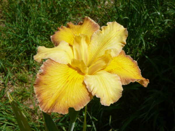 Iris louisiana aux grandes fleurs jaunes teintées de orange