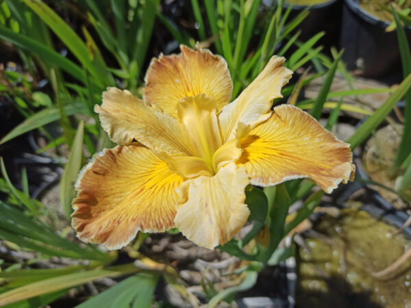 Iris louisiana aux grandes fleurs nuancées de jaunes et orangé