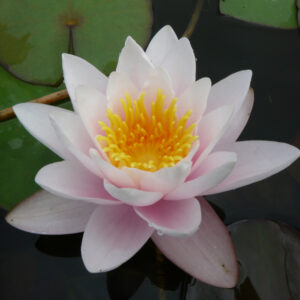 Nymphaea Crystal Pink nénuphar moyen aux fleurs rose nacrée