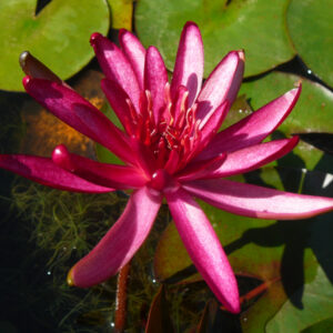 Nymphaea Hidden Violet nénuphar à la fleur étoilée rouge sombre