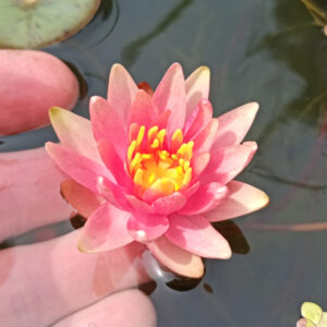 Nymphaea ‘Reflected Flame’