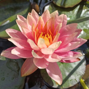 Nymphaea Pan Mongkol fleurs de nénuphar aux teintes rose pêche avec des nuances crèmes