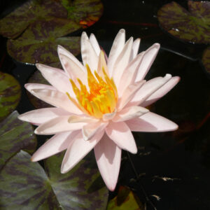 Nymphaea Starbright fleur de nénuphar blanc nacré à coeur jaune